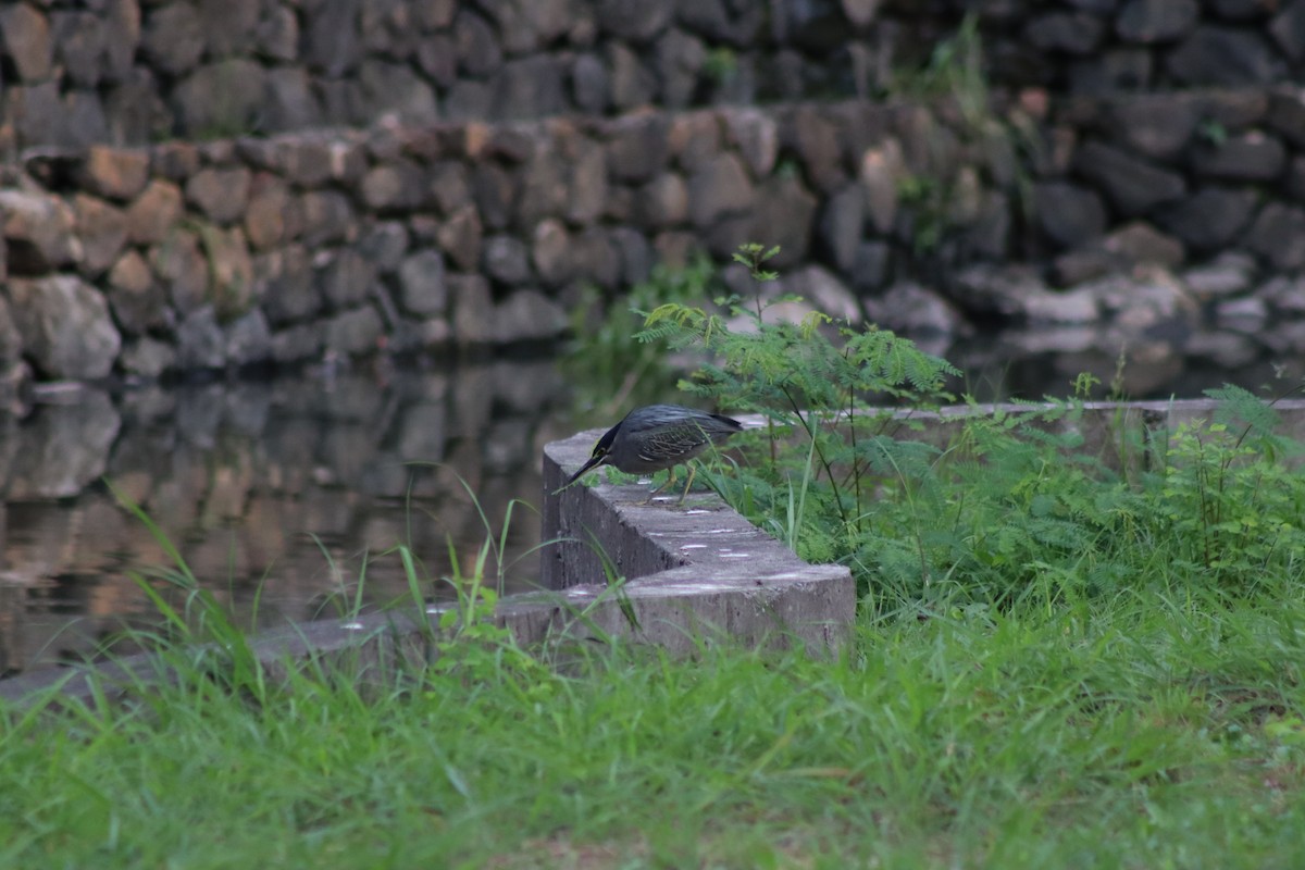 Little Heron (Asian) - ML647725054