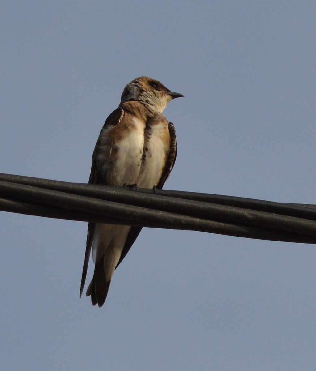Brown-chested Martin - ML647725055