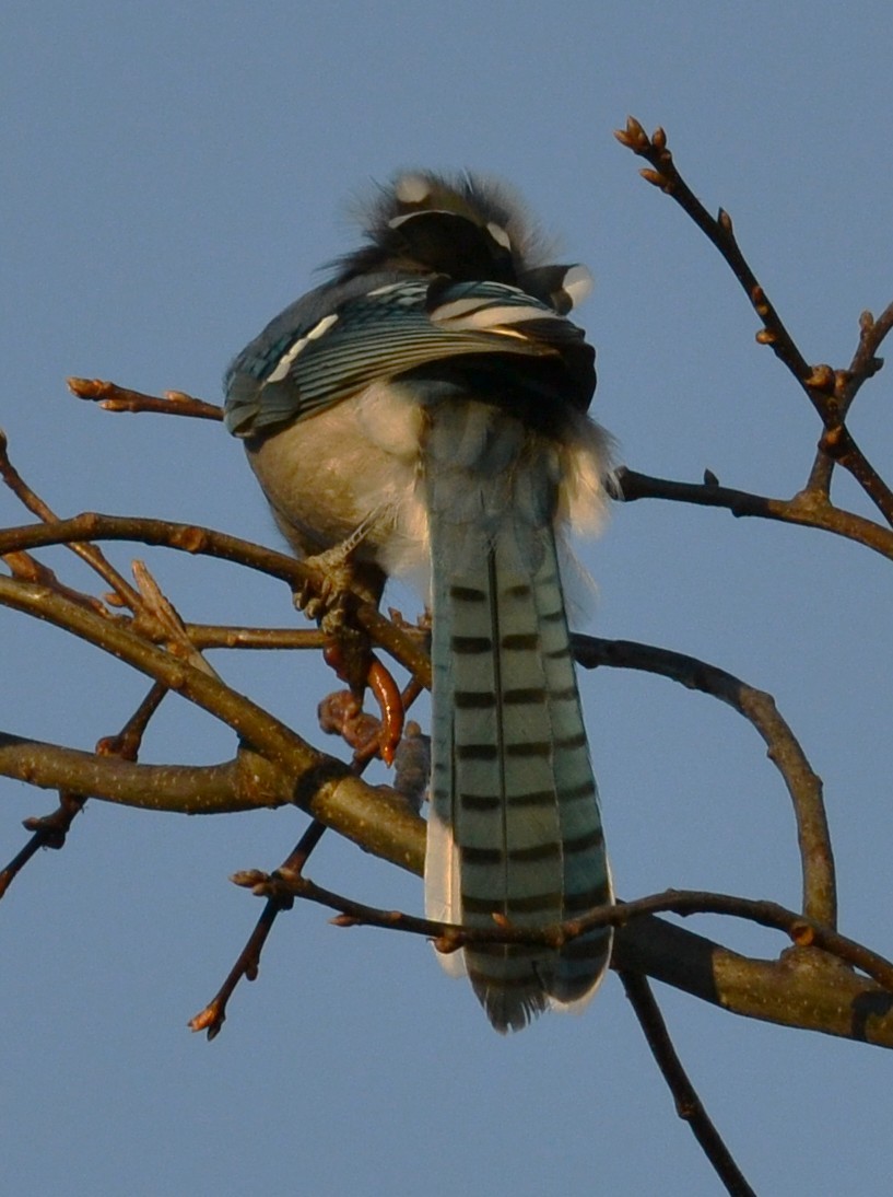 Blue Jay - ML647725057