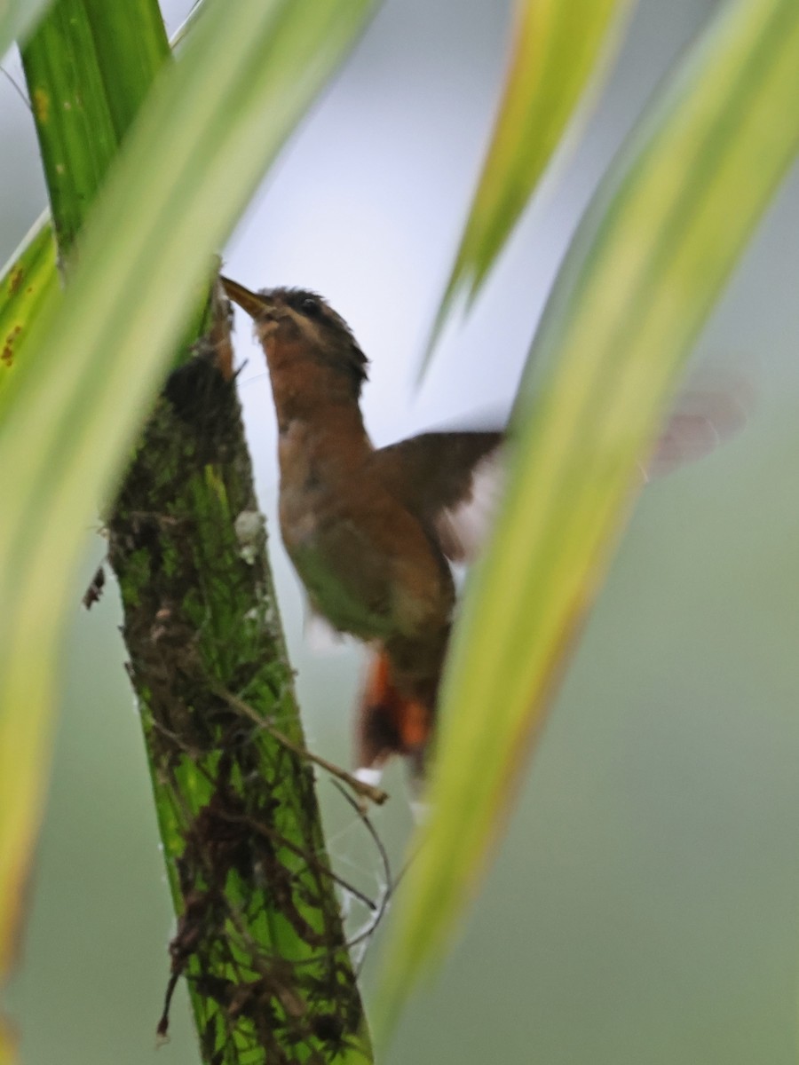 Rufous-breasted Hermit - ML647725058