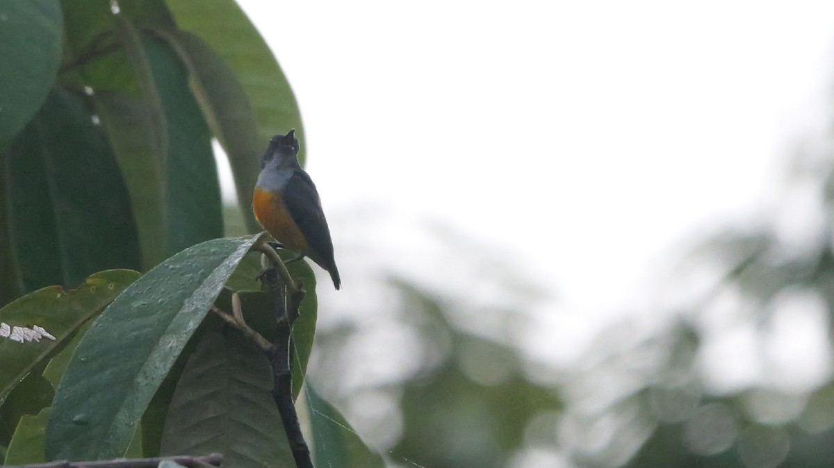 Orange-bellied Flowerpecker - ML647725059