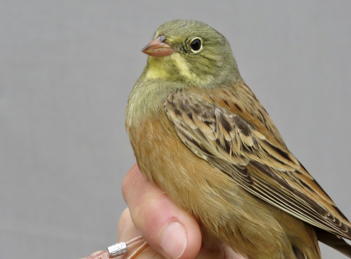 Ortolan Bunting - ML647725061