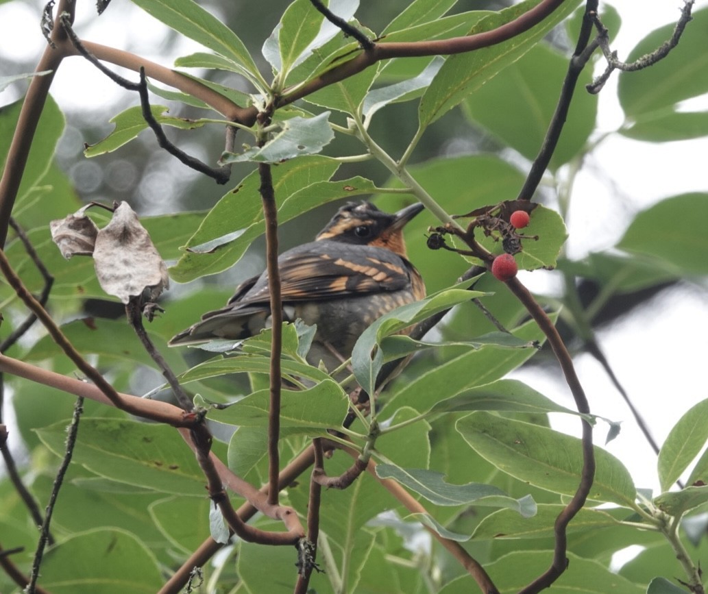 Varied Thrush - ML647725064