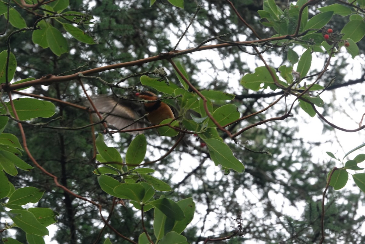 Varied Thrush - ML647725065