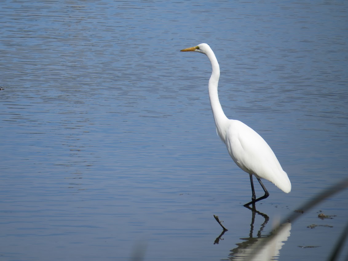 Great Egret - ML647725076