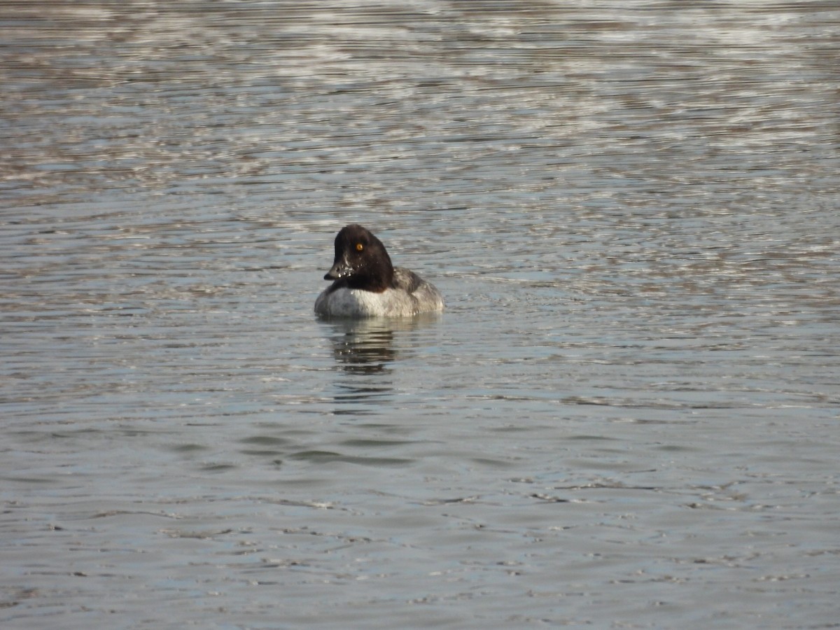 キタホオジロガモ - ML647725077