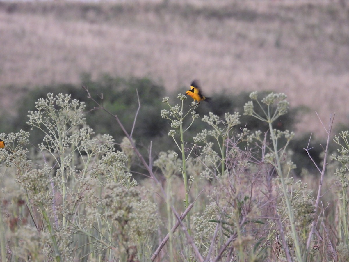 Saffron-cowled Blackbird - ML647725079