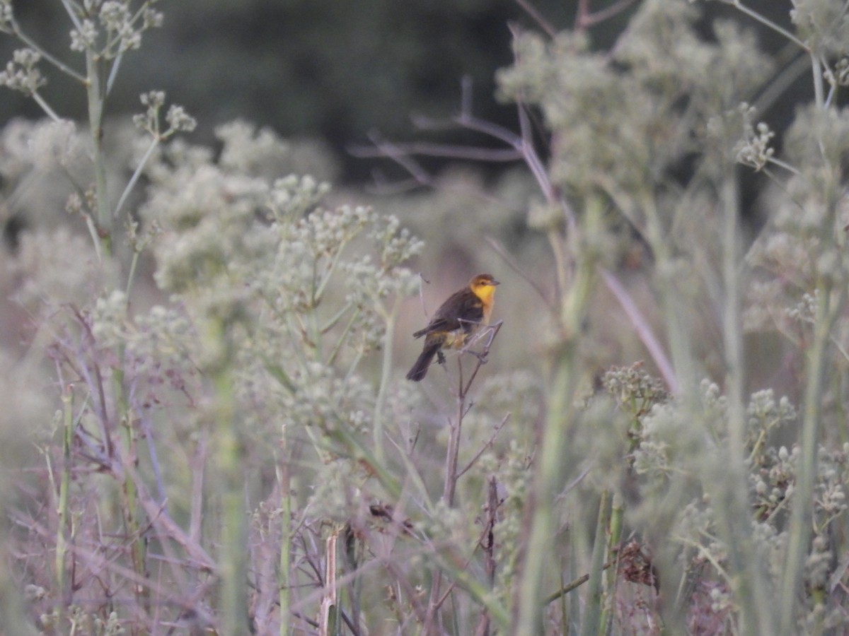 Saffron-cowled Blackbird - ML647725080