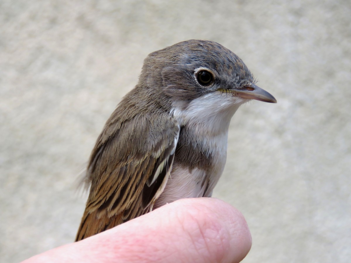 Lesser Whitethroat - ML647725084