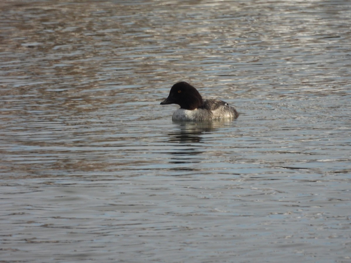 キタホオジロガモ - ML647725086