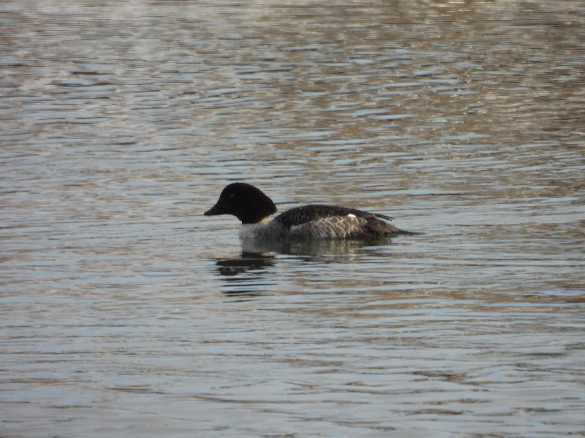 キタホオジロガモ - ML647725087
