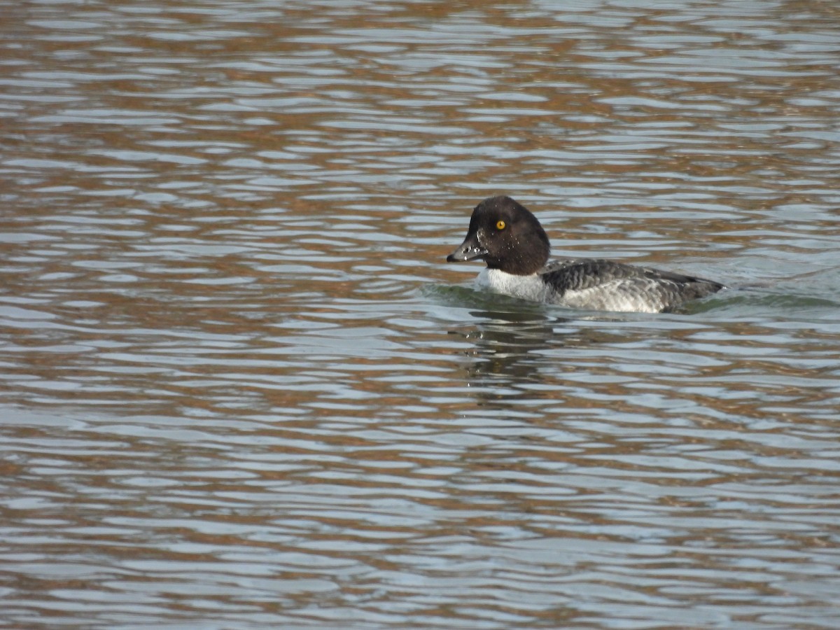 キタホオジロガモ - ML647725089