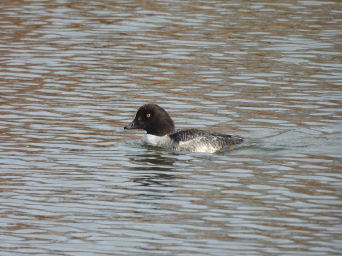 キタホオジロガモ - ML647725093