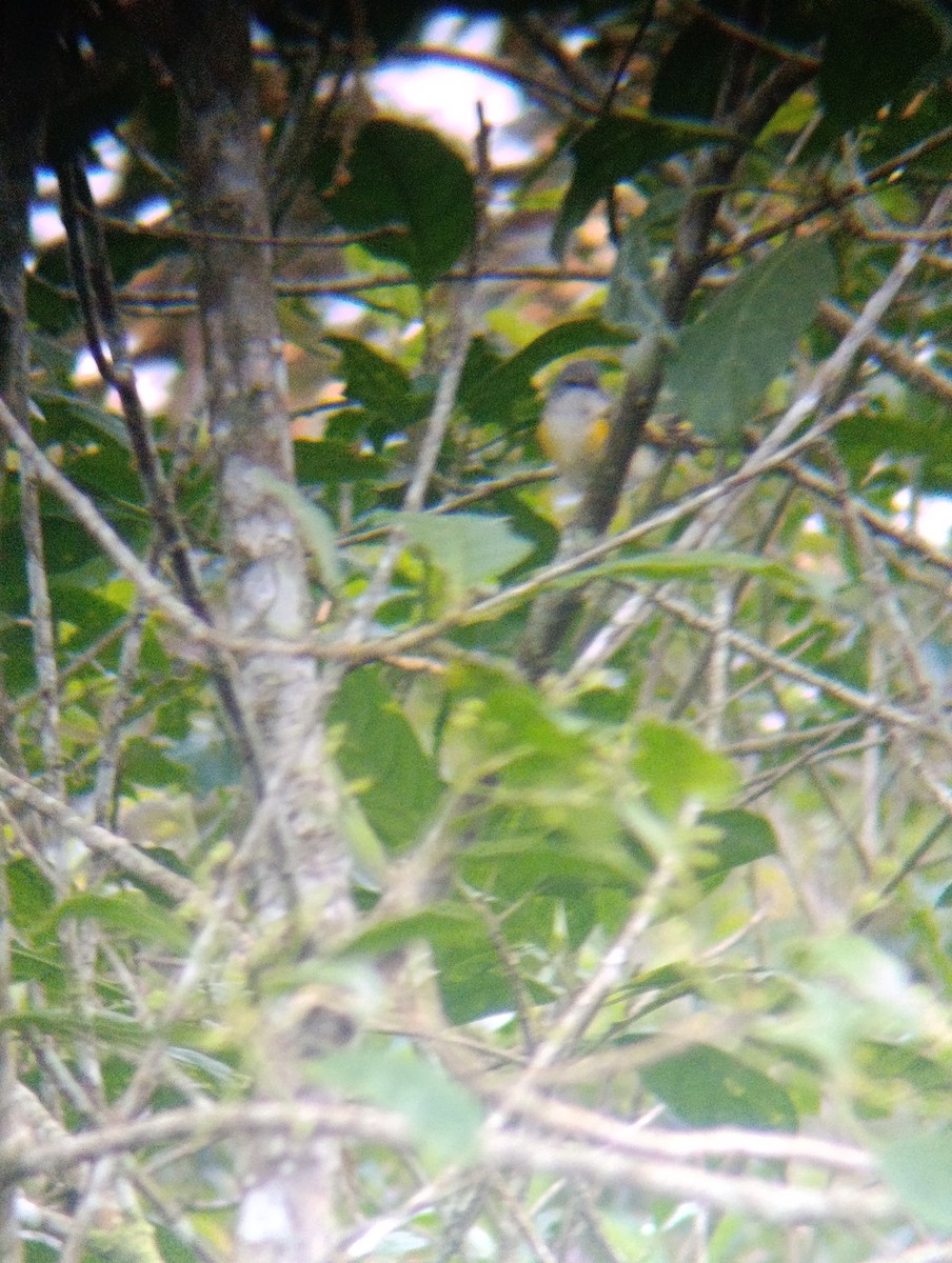 American Redstart - ML647725095