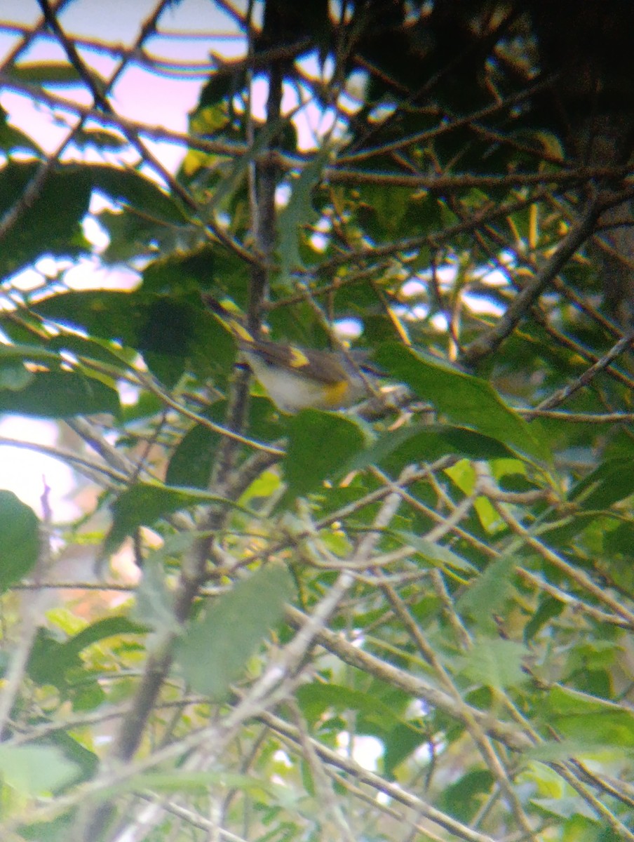 American Redstart - ML647725096