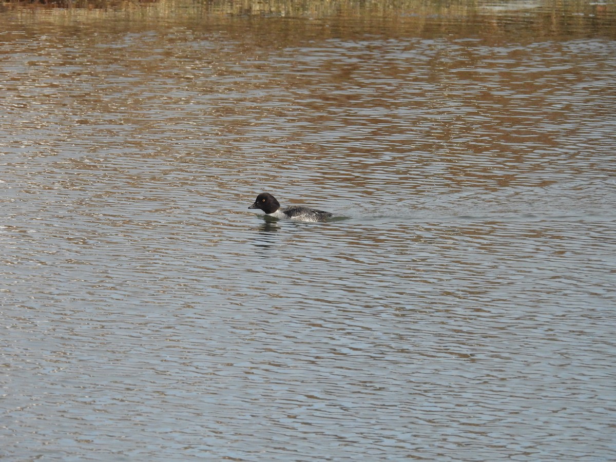 キタホオジロガモ - ML647725097