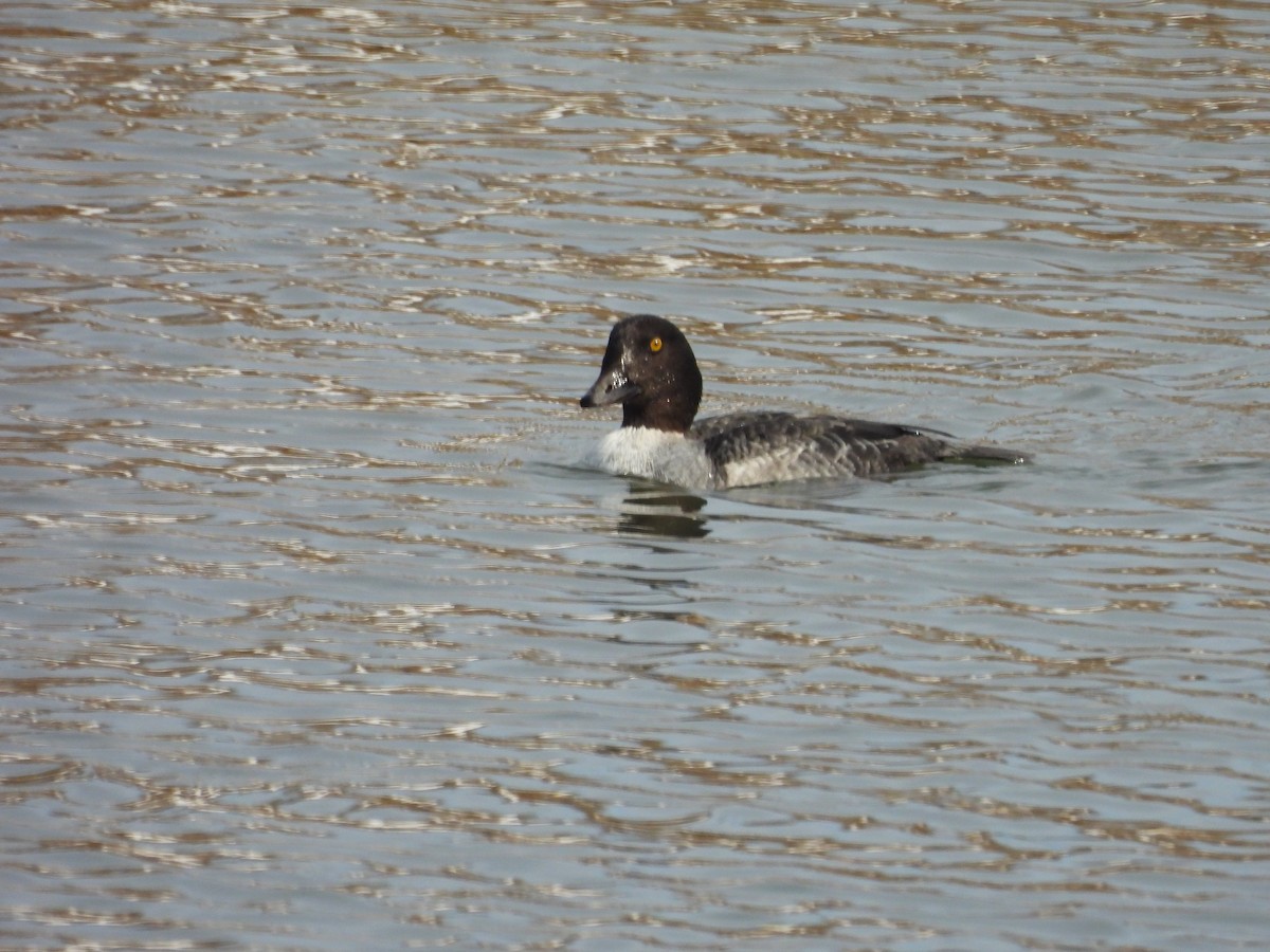 キタホオジロガモ - ML647725102