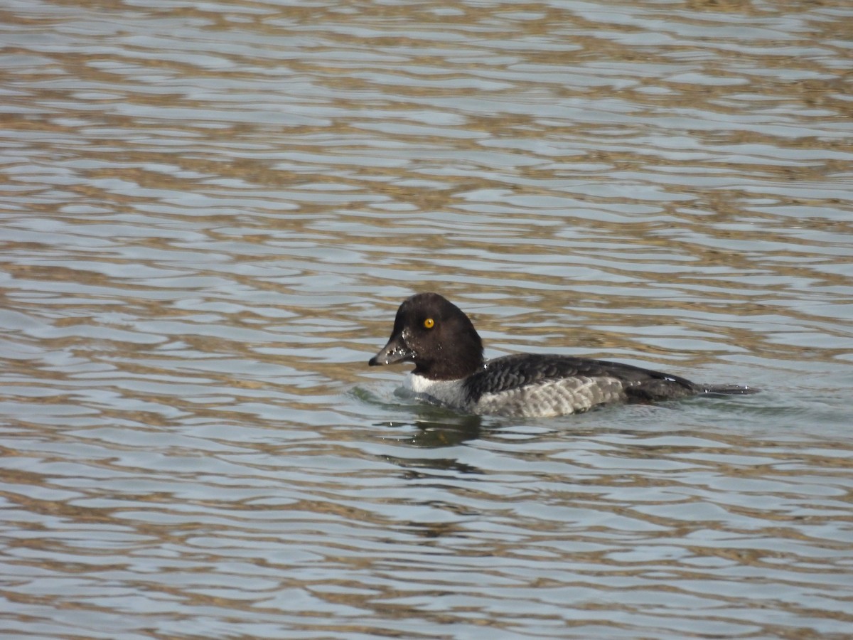 キタホオジロガモ - ML647725104