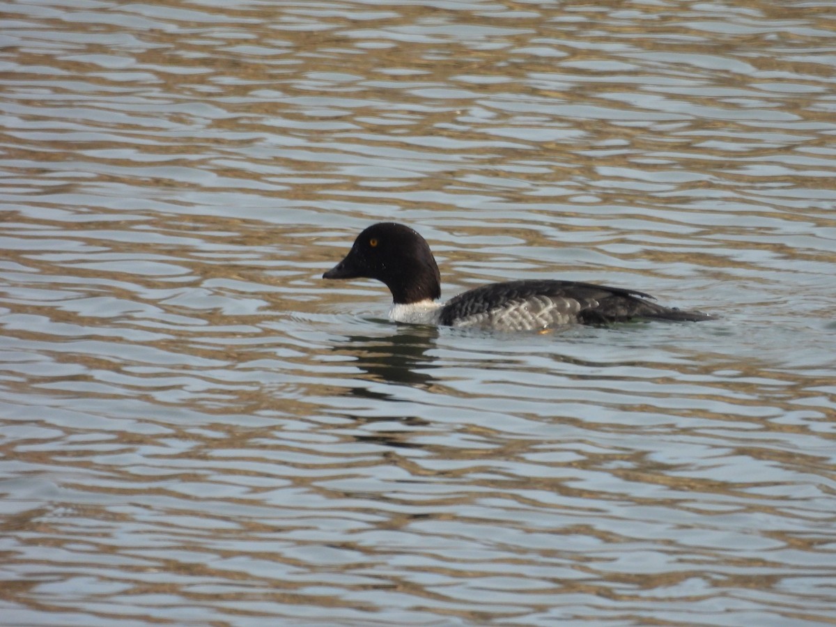 キタホオジロガモ - ML647725107