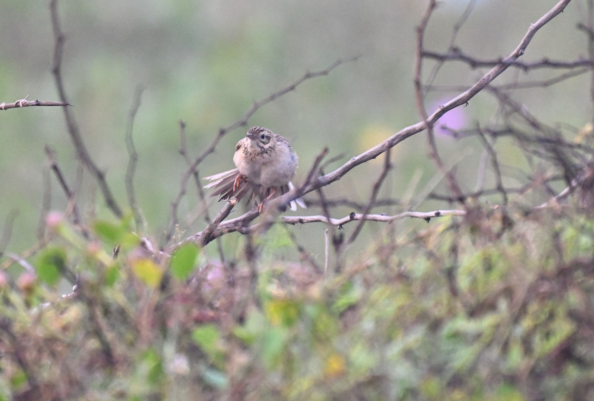 Jerdon's Bushlark - ML647725108