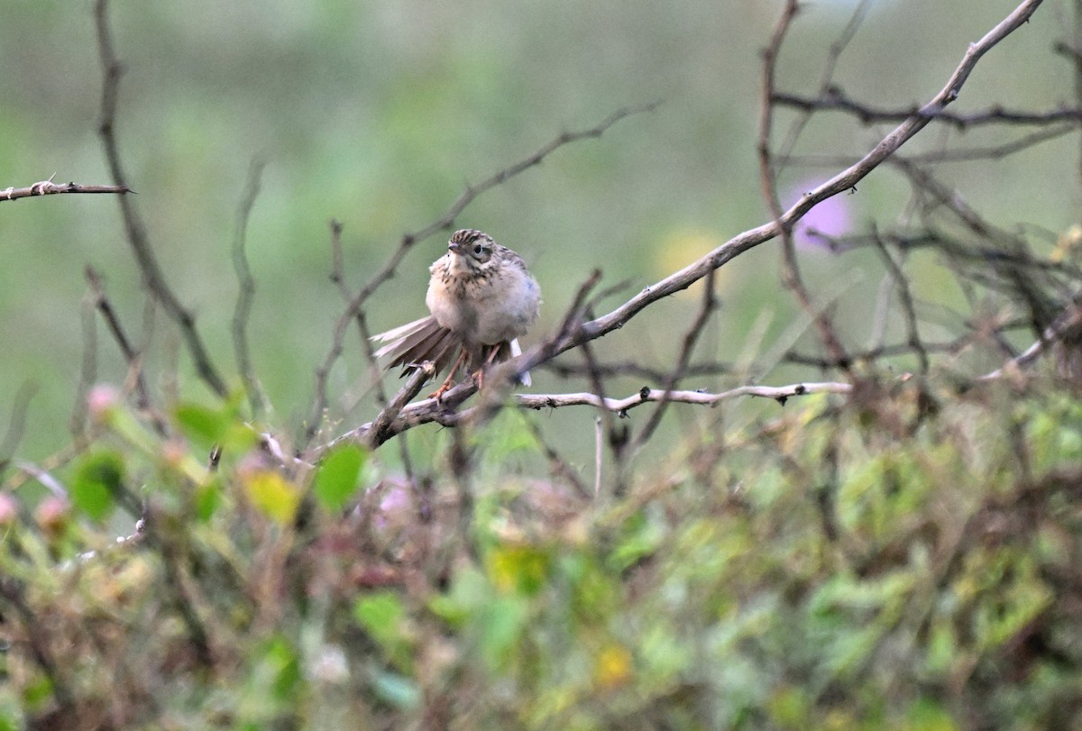 Jerdon's Bushlark - ML647725110