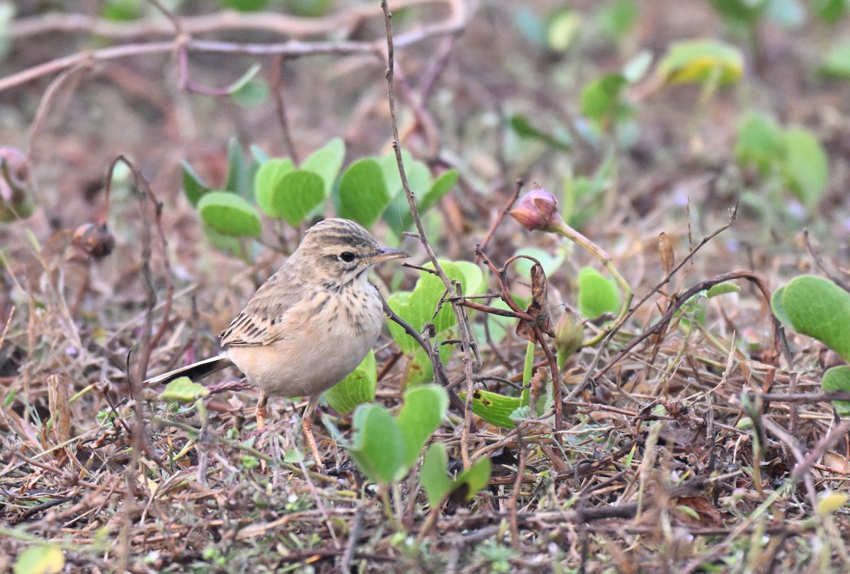 Jerdon's Bushlark - ML647725111