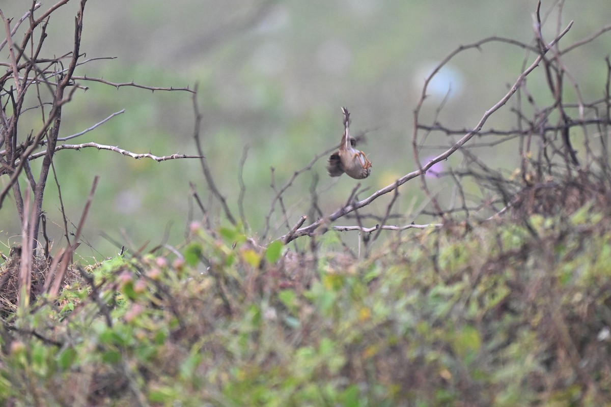 Jerdon's Bushlark - ML647725116