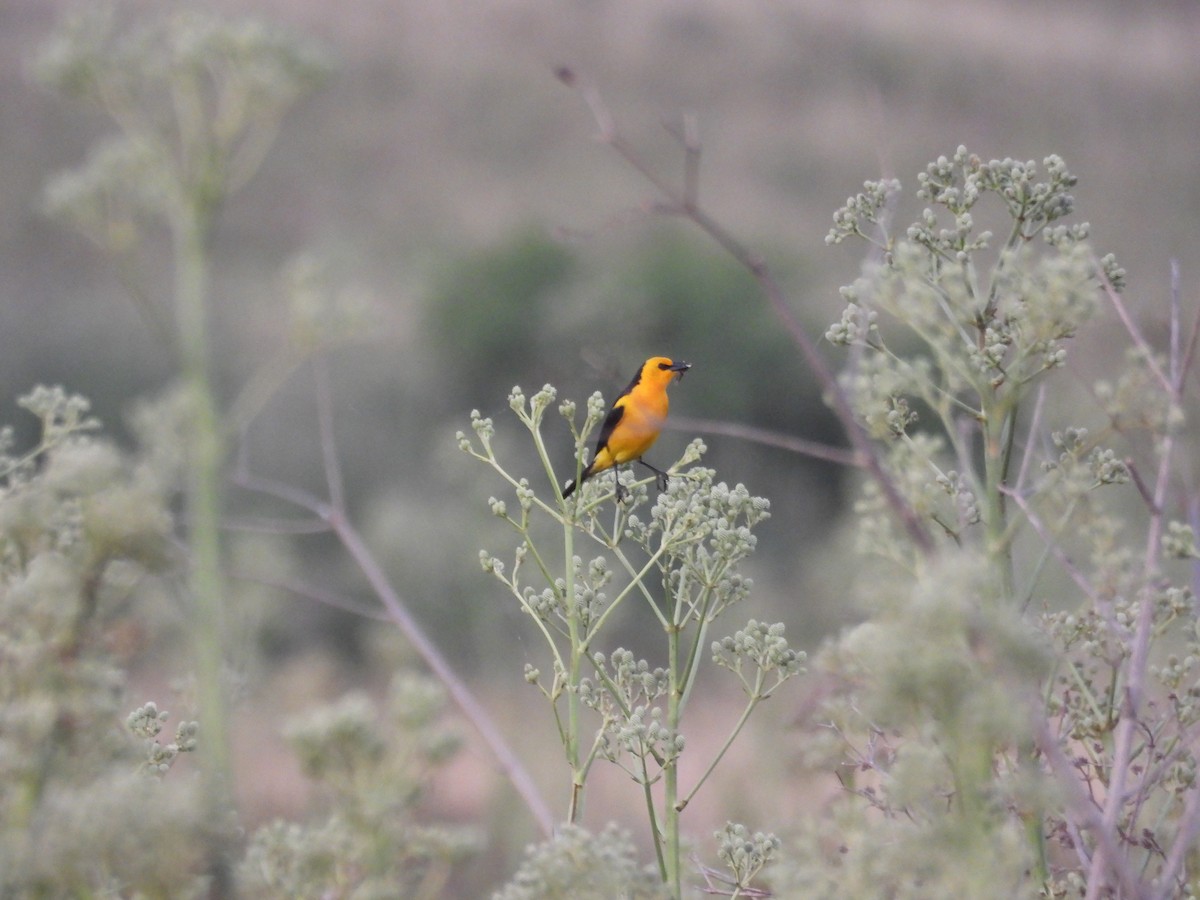 Saffron-cowled Blackbird - ML647725117