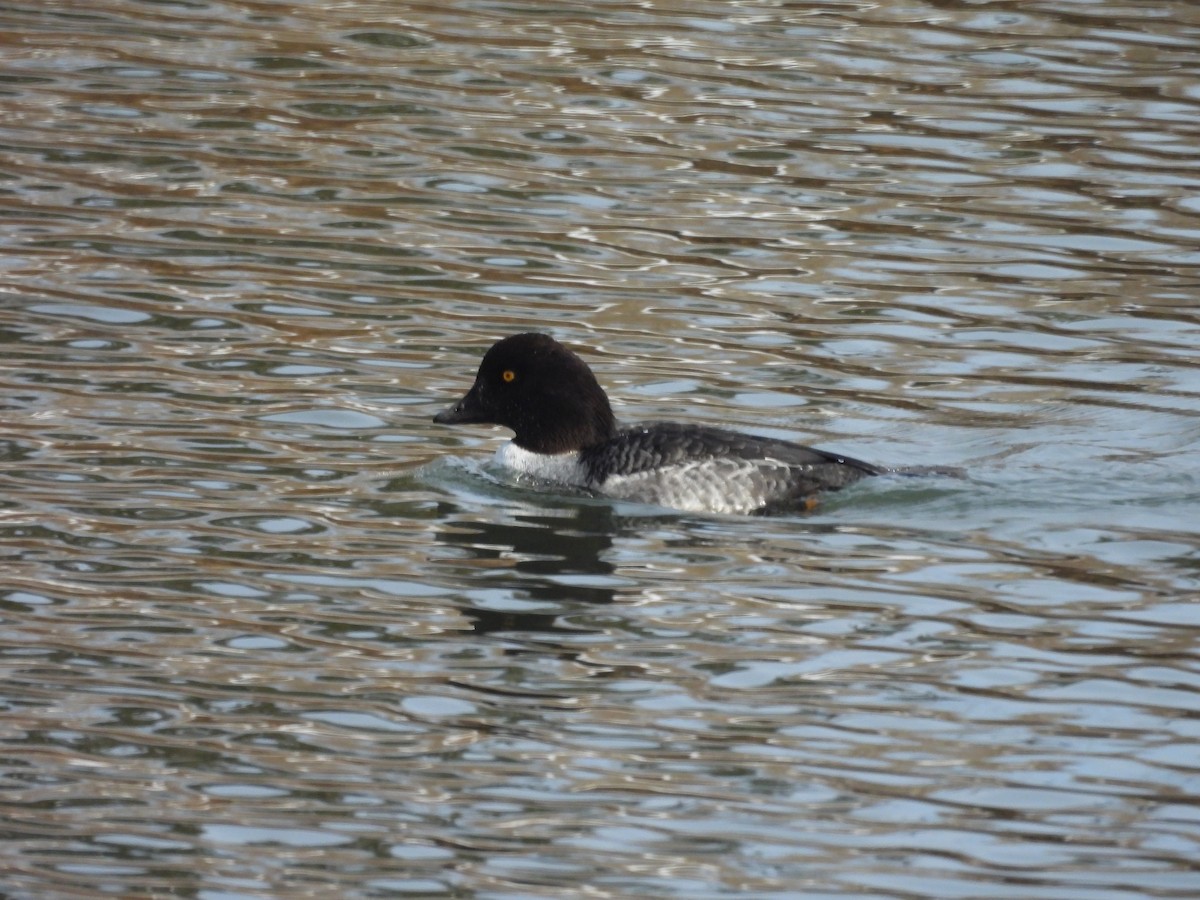 キタホオジロガモ - ML647725125