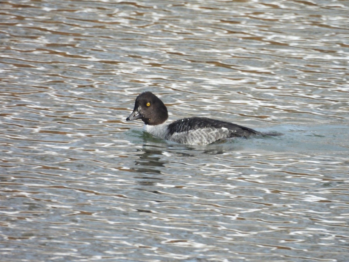 キタホオジロガモ - ML647725128