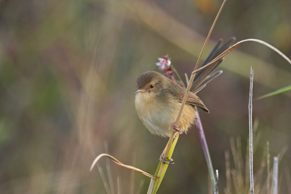 Prinia Sencilla - ML647725137