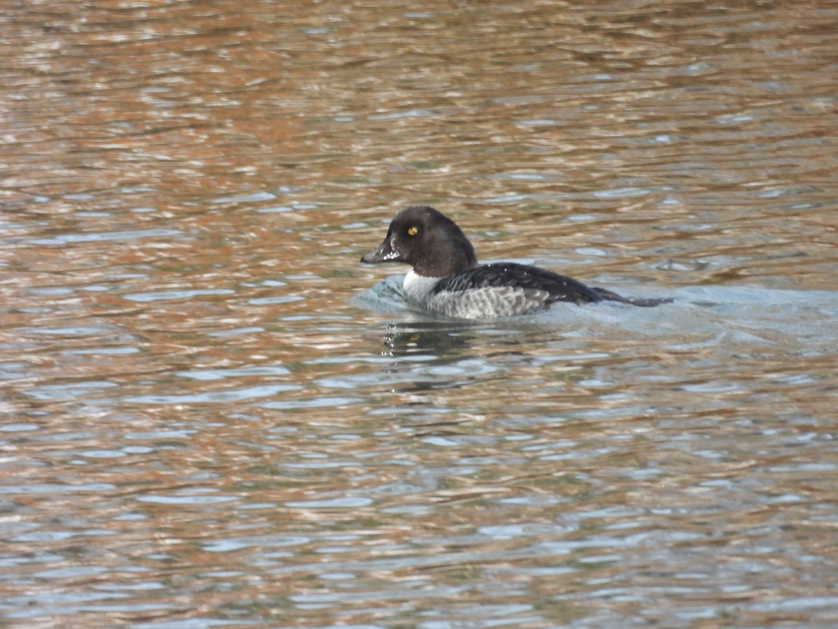 キタホオジロガモ - ML647725139