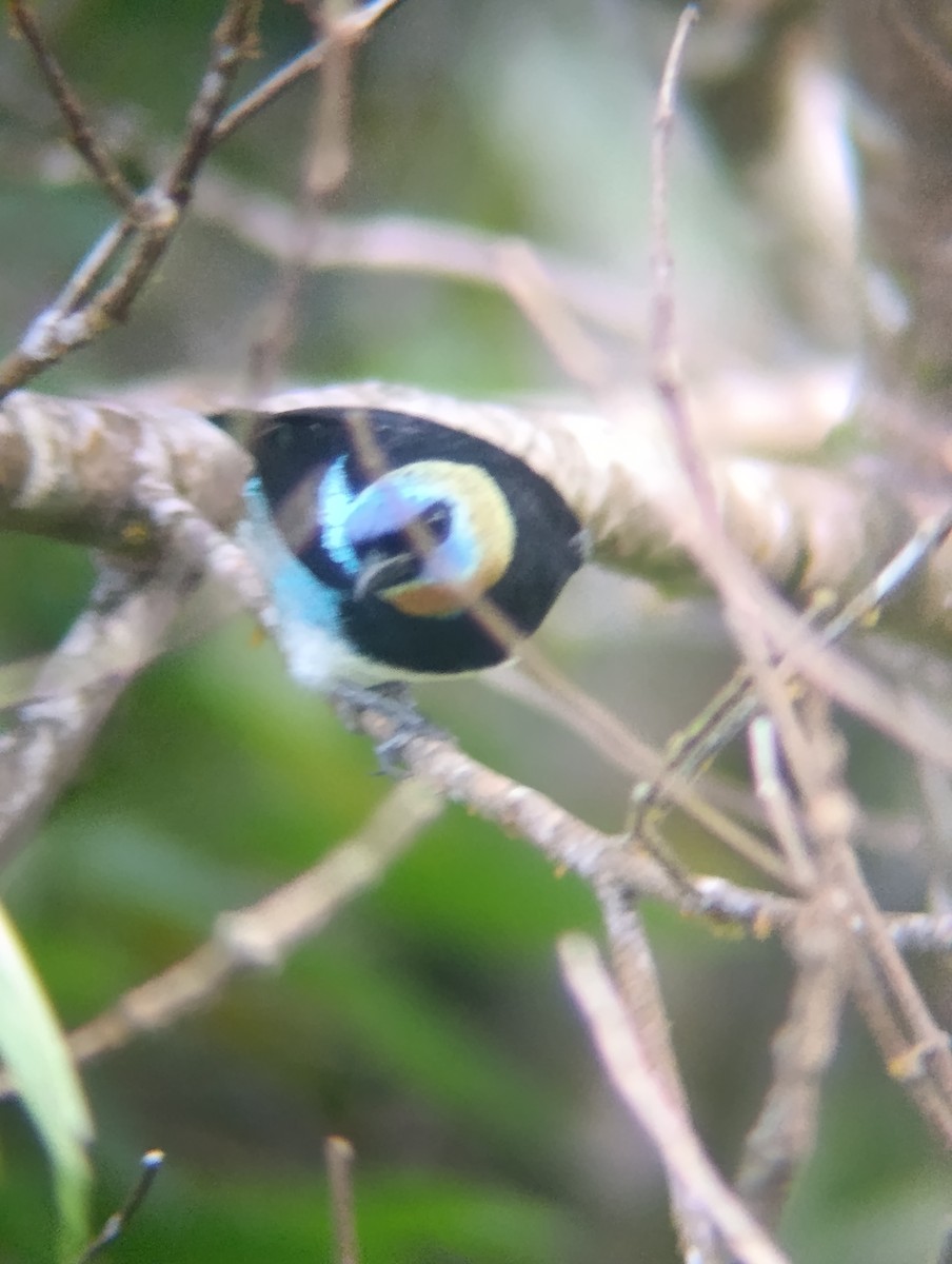 Goldscheiteltangare - ML647725147