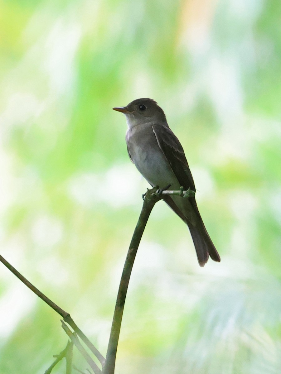 Western Wood-Pewee - ML647725154