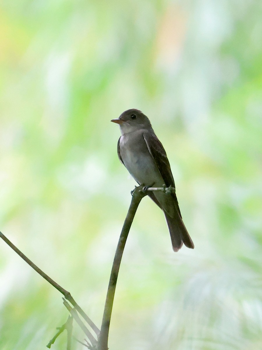 Western Wood-Pewee - ML647725155