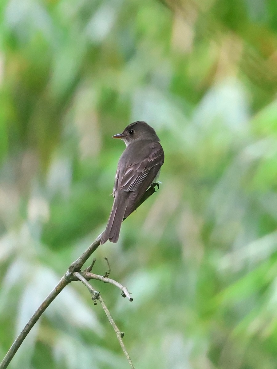 Western Wood-Pewee - ML647725156