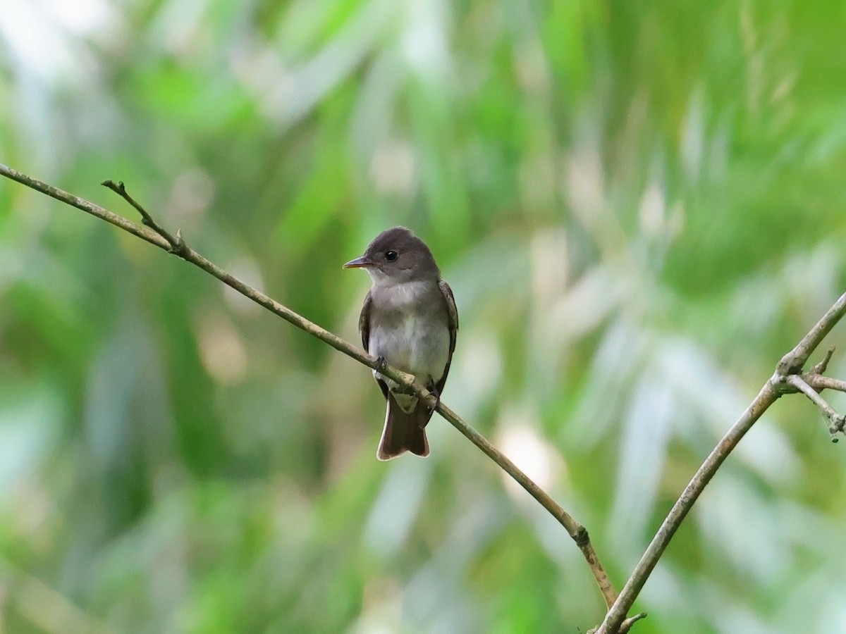 Western Wood-Pewee - ML647725157