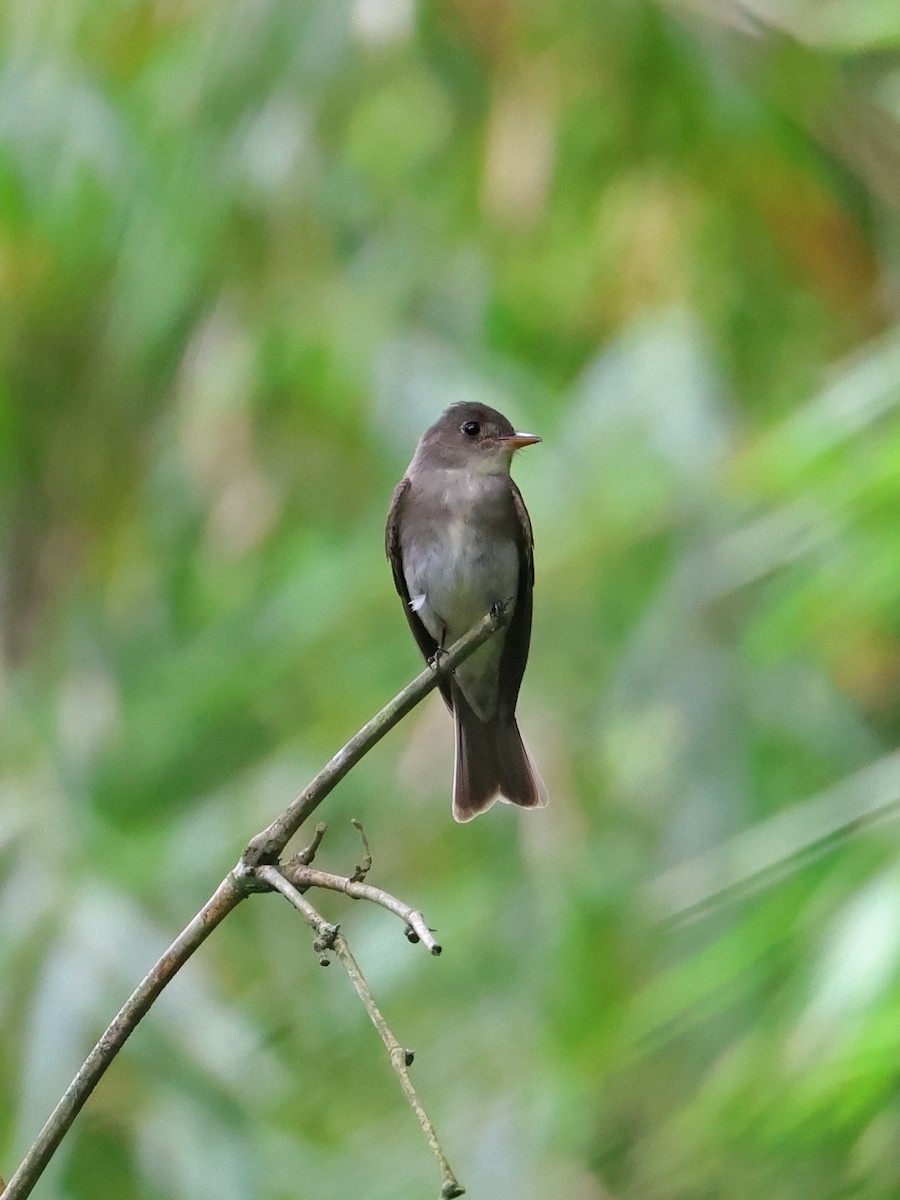 Western Wood-Pewee - ML647725158