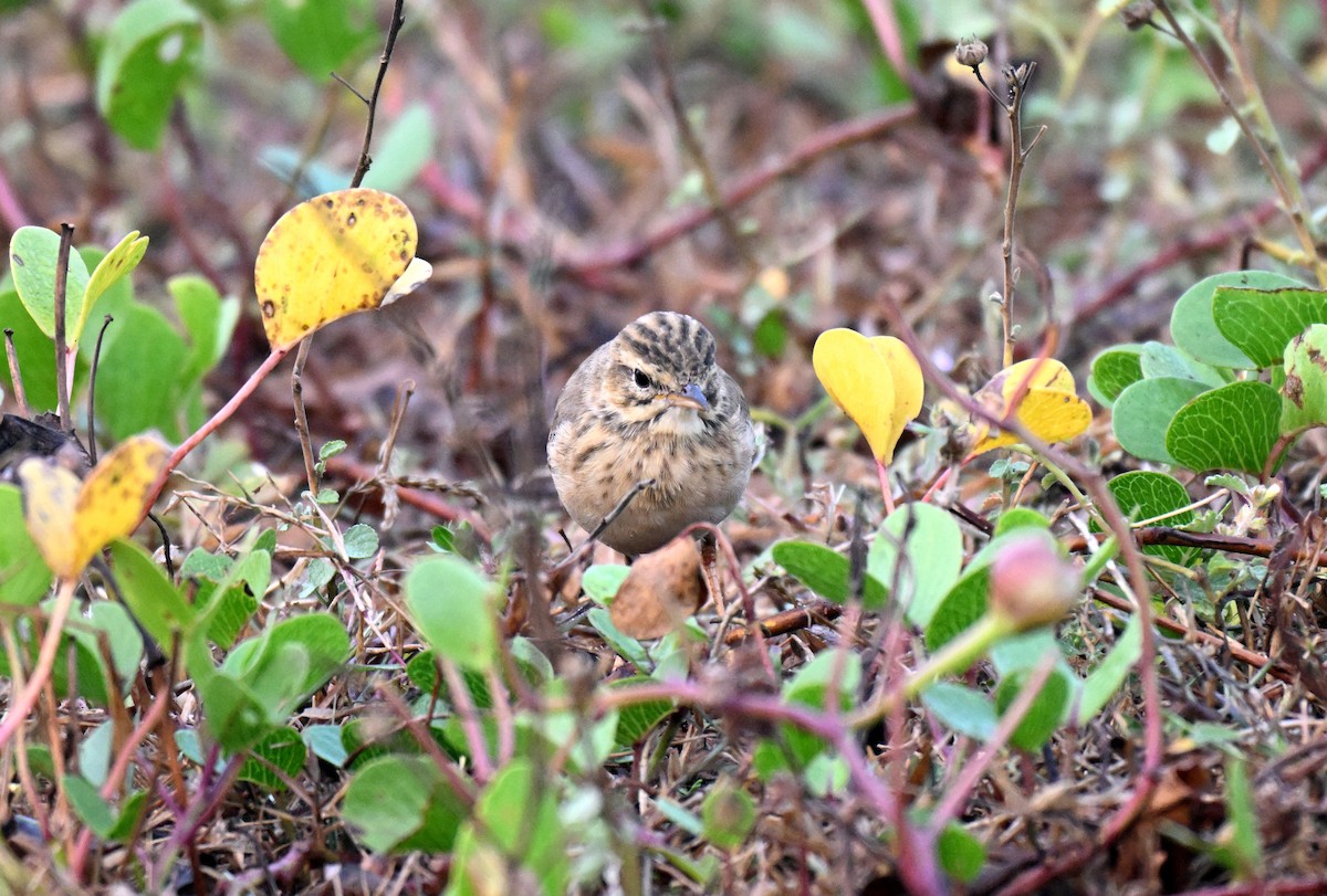 Jerdon's Bushlark - ML647725163