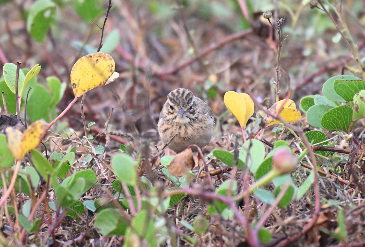 Jerdon's Bushlark - ML647725164