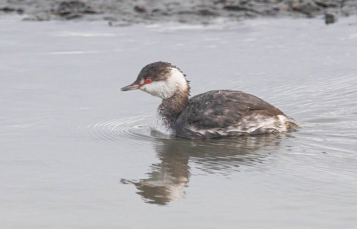 Красношейная поганка - ML647725169