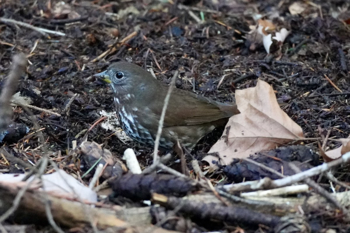 Fox Sparrow (Sooty) - ML647725199