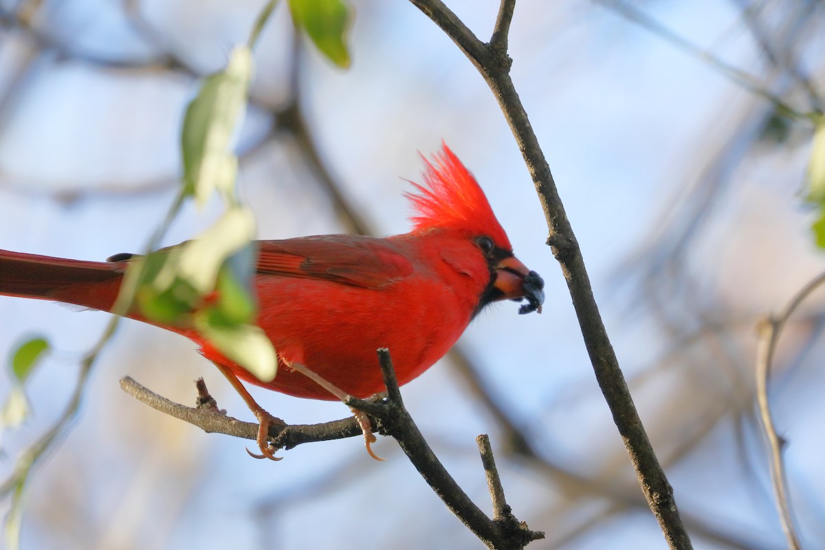 Northern Cardinal - ML647725205