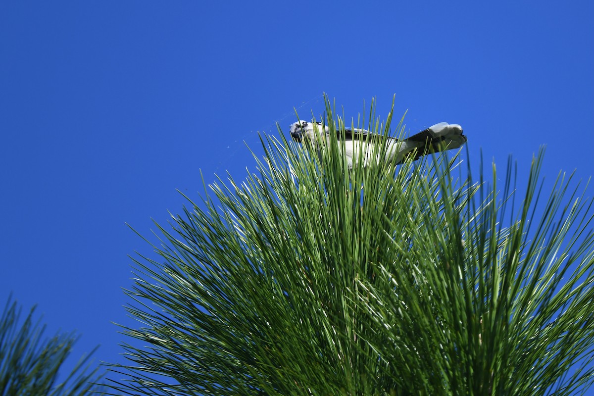 Blue Jay - ML647725212