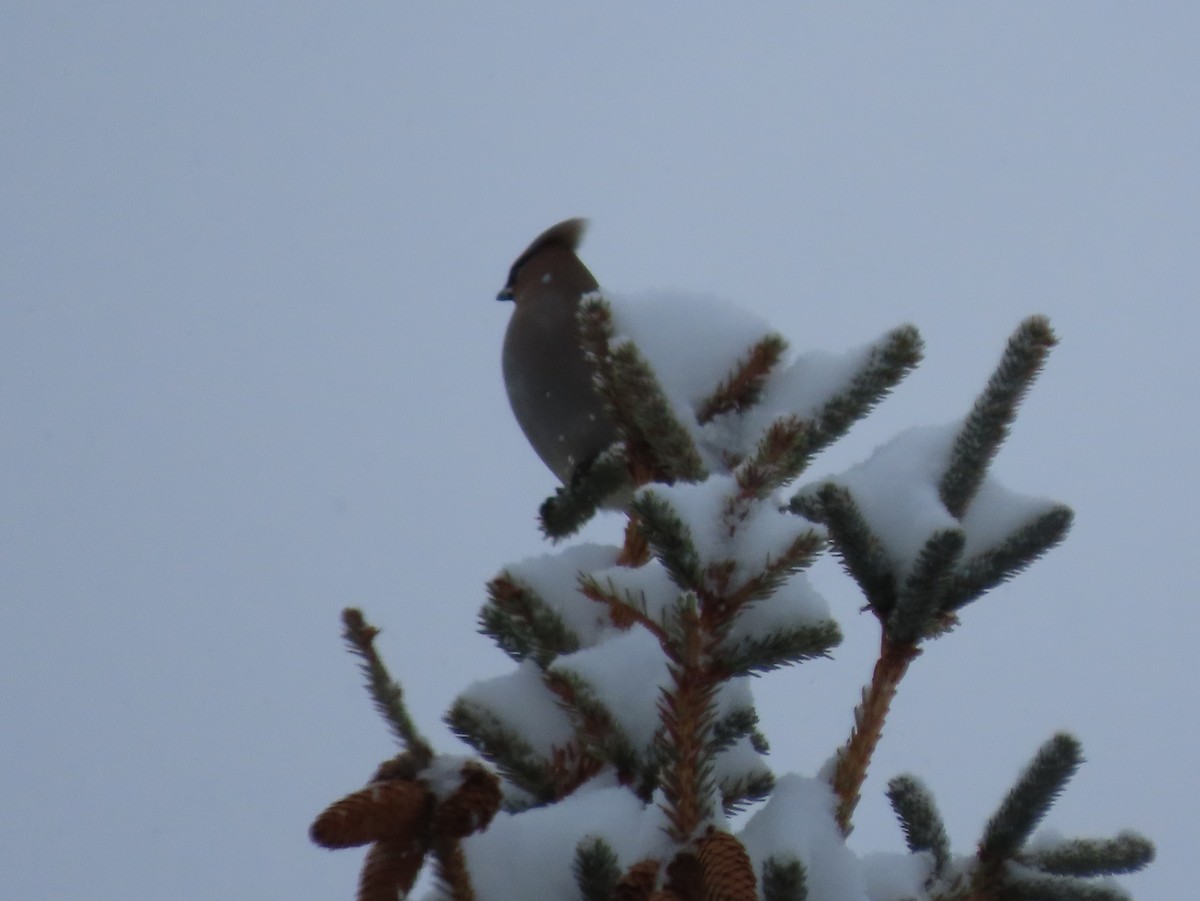 Bohemian Waxwing - ML647725228