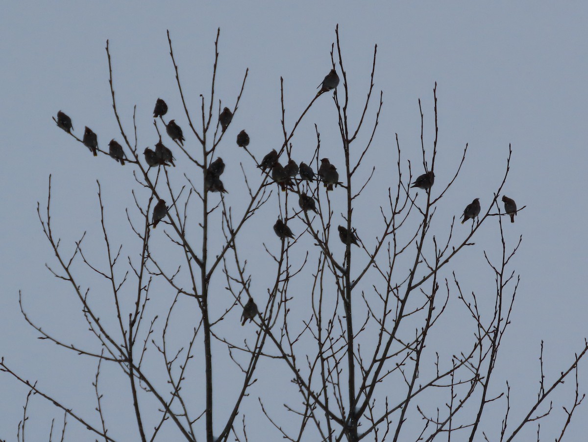 Bohemian Waxwing - ML647725231