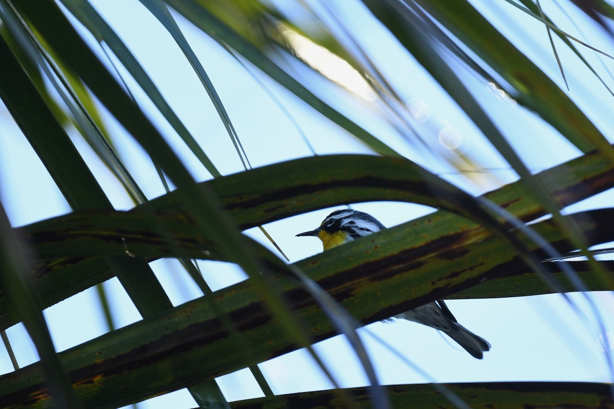 Goldkehl-Waldsänger - ML647725241