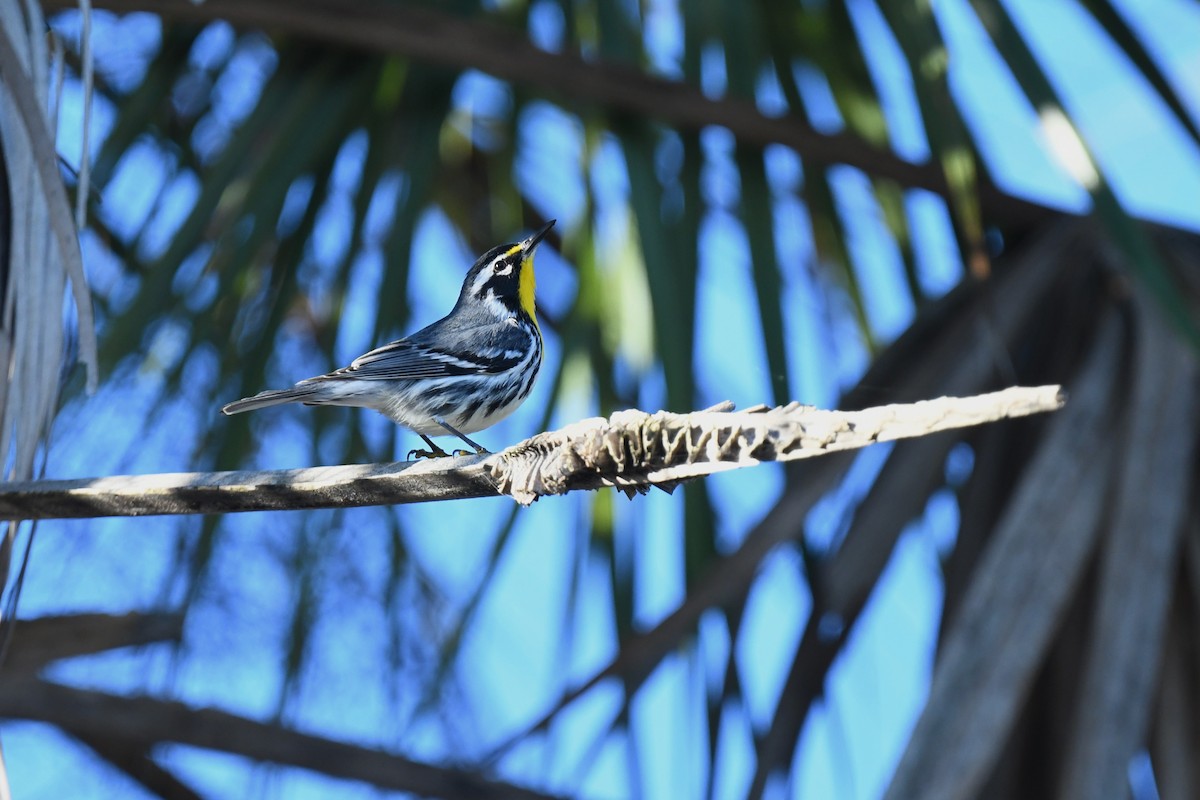 Goldkehl-Waldsänger - ML647725251