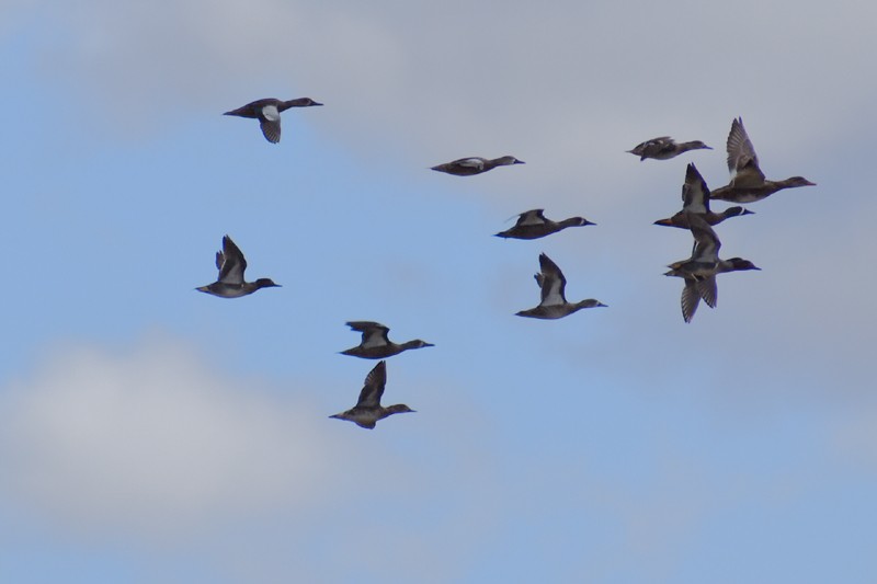 Blue-winged Teal - ML647725253