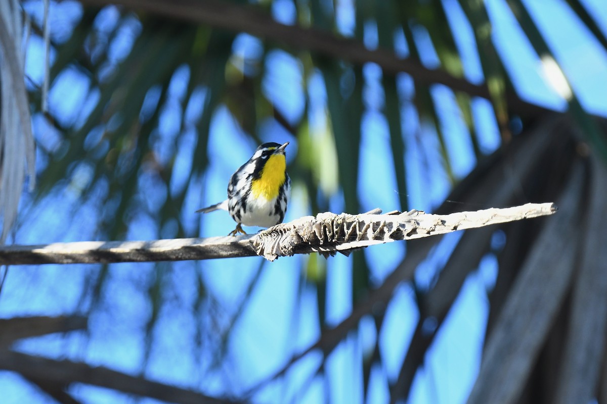 Goldkehl-Waldsänger - ML647725257